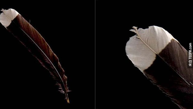 已經絕種的胡亞鳥的羽毛，要價8千美元。