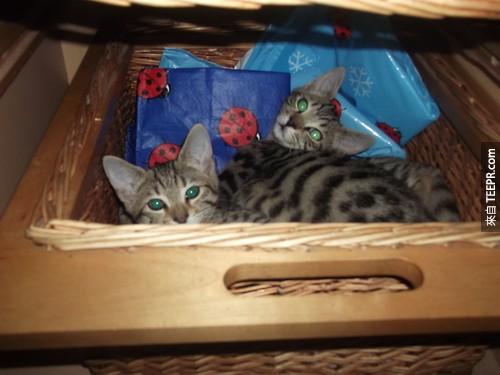 Kittens%20and%20baskets%20go%20great%20together.%20