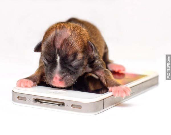 10.) 这只混种的腊肠狗大概是世上最小的狗了！牠刚出生时甚至可以把牠放到汤匙上。