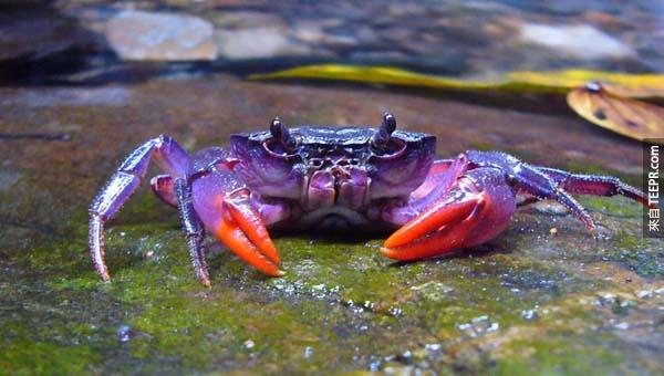 11.)螢光螃蟹是在菲律賓一帶發現的最新品種。