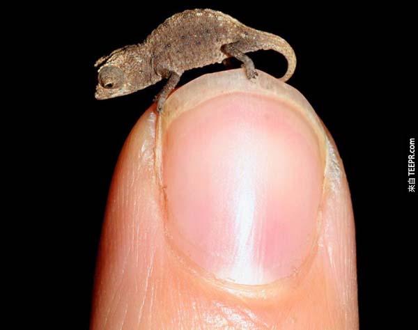 12.)在马达加斯加发现的新物种，大概是世上最小的物种了。跟牠相比，壁虎就像是庞然大物啊！