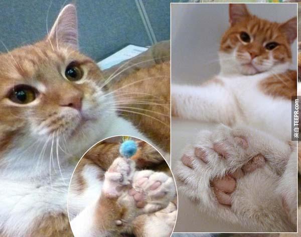 13.)这是只有20个指头的小猫咪，还获得了金氏世界纪录。尽管这样的基因突变是很普遍的，但看到时还是会让人很惊讶。 