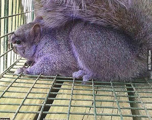 14.)这只紫色的松鼠是最近在宾州抓到的。他特别的颜色可是很讨网友们的喜欢呢。