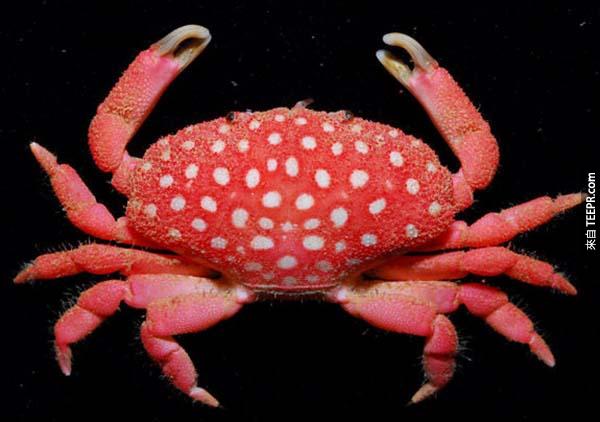 17.)这新品种螃蟹可是在台湾附近所捕获到的喔～因为他的斑点，所以有个可爱名字「草莓螃蟹」。