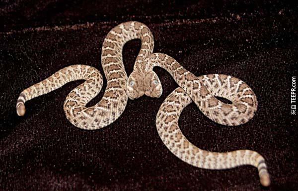 19.) 连体响尾蛇！他在亚利桑那洲的一处建筑工地被发现。