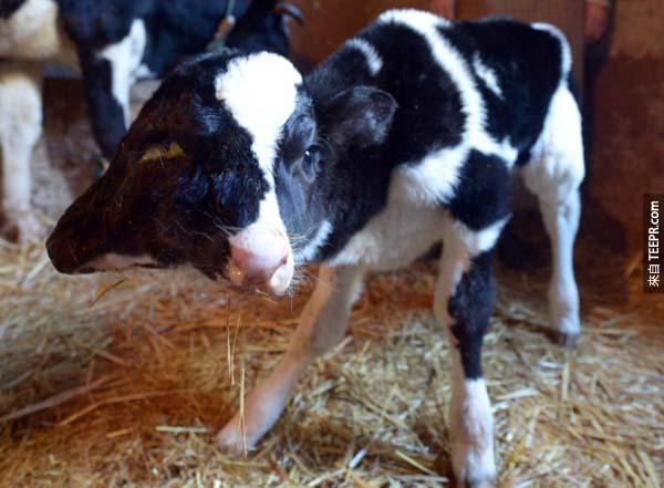 2.) 这只两头小牛2013年在摩洛哥出生。虽然他有两个头看起来很奇怪，但到现在还是奇蹟般的生存著。