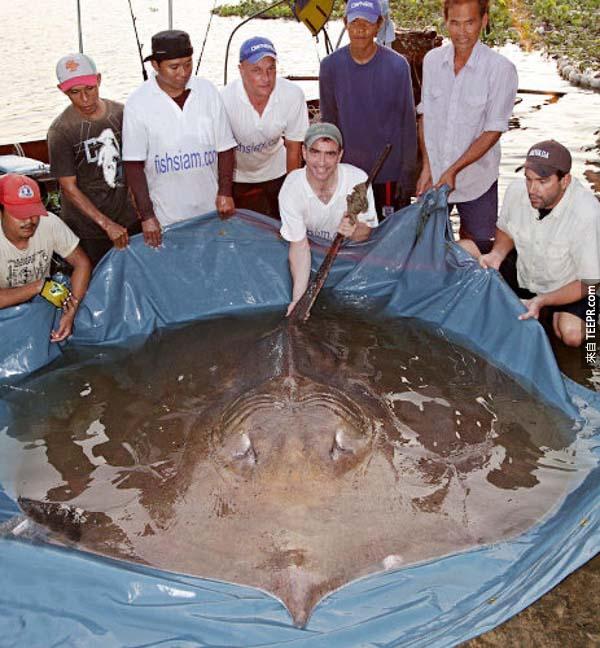 21.)这只约35公斤的巨大𫚉鱼在泰国被发现。他最后被释放回大自然中，但能看到这样稀有的巨大𫚉鱼，实在是太不可思议了！