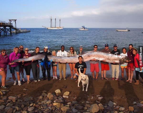 3.)这是只约5.5公尺长的皇带鱼，在加州被发现。皇带鱼非常的稀有且是世上最大的硬骨鱼类。