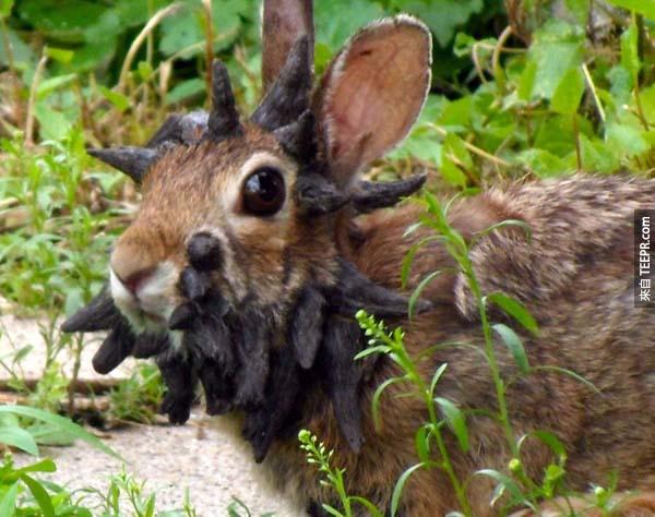 5.)科学怪兔。有科学家认为这只他脸上之所以这样，是因为感染了乳头状瘤病毒。
