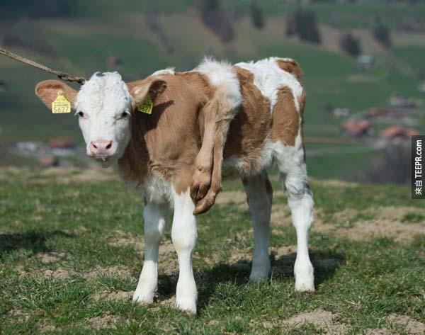 7. )Lilli是一只在瑞士出生的六脚小牛，牠在当地可是相当受欢迎呢。