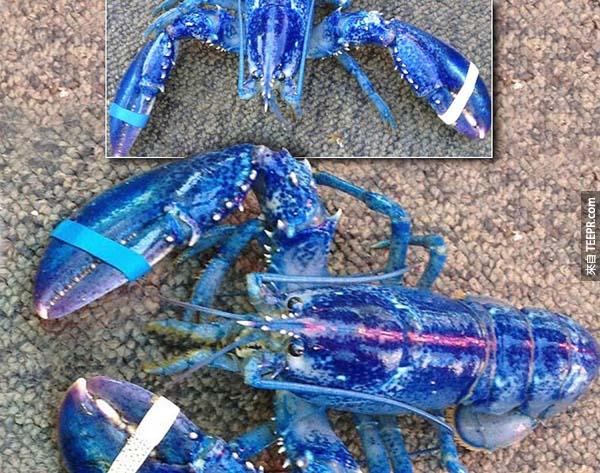 8.) 蓝龙虾的颜色其实是因为基因缺陷所导致的，但牠跟一般龙虾并没有不同。