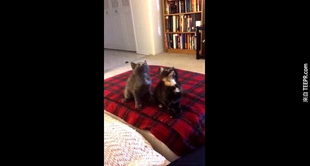 兩隻小貓咪跟著音樂跳舞