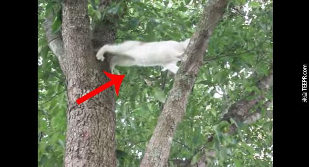 小貓咪困在樹上，貓媽媽用最幫的方式救他