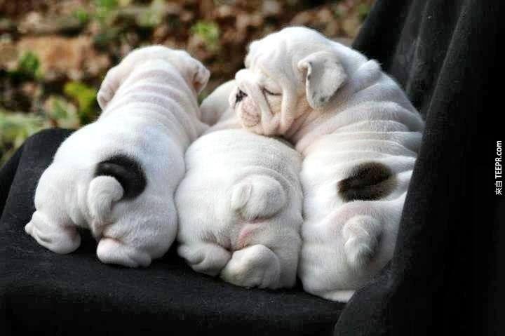 Wrinkle%20butts
