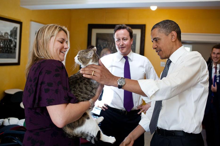 猫咪已渗透进政府了。