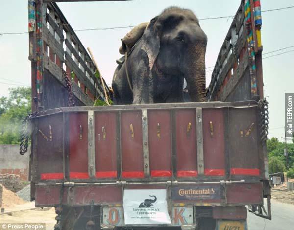 He was sedated and then transported to the Elephant Conservation and Care Centre at Mathura.