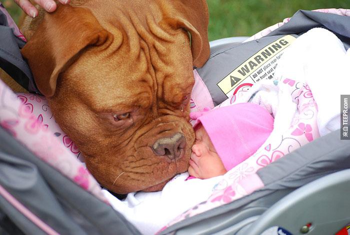cute-big-dogs-and-babies-15