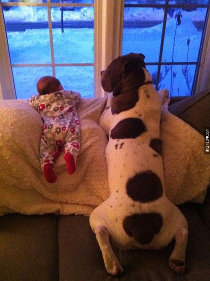 cute-big-dogs-and-babies-2