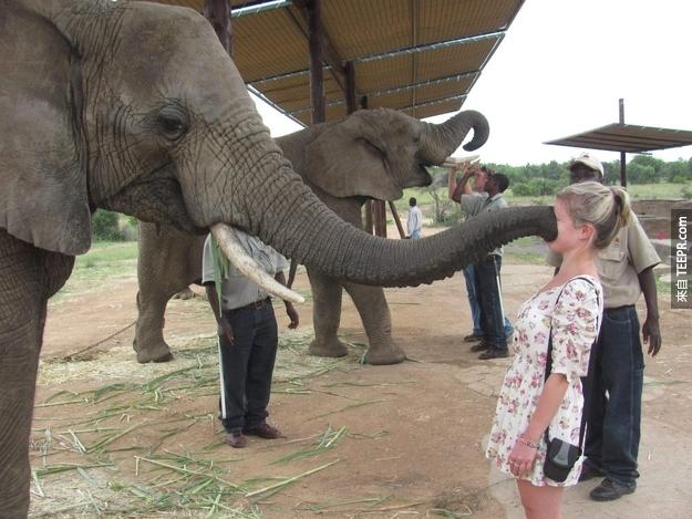 The time this elephant booped just a little too hard.