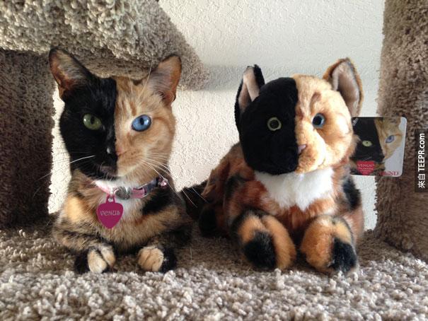 two-faced-chimera-cat-venus-6