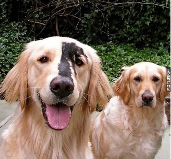 黃金獵犬和拉布拉多犬的混種有時候會基因突變，得到這樣的毛色。