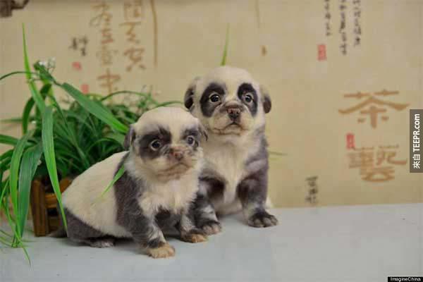 這些小小熊貓狗來自日本。天啊！這實在是太萌啦！