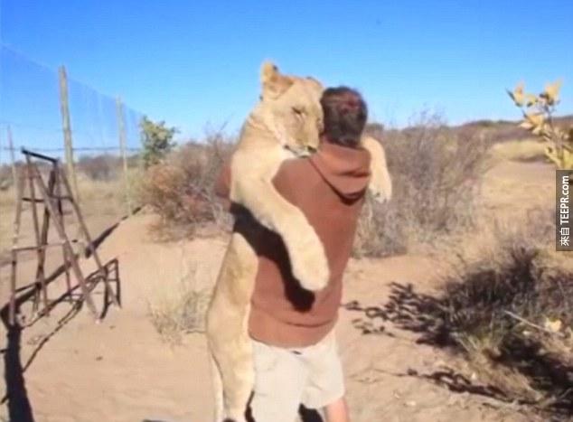 Sirga the lioness greets Val Gruener who raised her from birth at the Modisa Wildlife Project in Botswana
