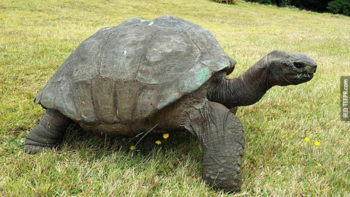 182-year-old-tortoise-jonathan-12