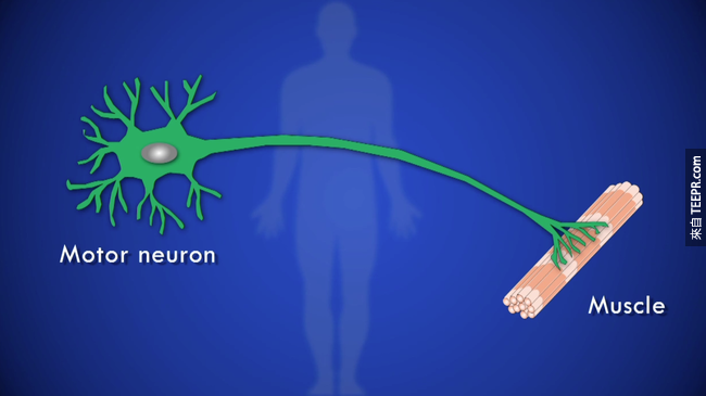 ALS所攻击的神经细胞，是下运动神经元，下运动神经元操作的范围很广，包括四肢、吞咽、和呼吸。ALS不会伤害脑部，只有运动神经元，所以认知功能通常还是正常运作。