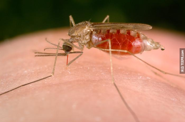 4. 全球有一半人口都受瘧疾威脅。