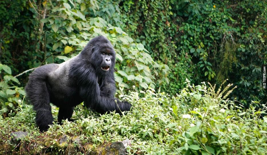 大猩猩之旅：乌干达(Uganda)和卢安达(Rwanda)。