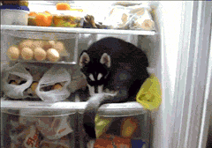 这只小小哈士奇发现冰箱才是他的家！