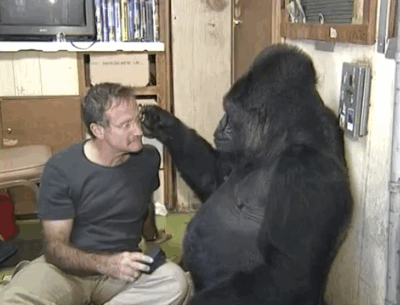 2. Koko 立刻就和罗宾玩在一块，并成为了好朋友。猩猩基金会的主席、猩猩们的养母佩妮帕特森（  Penny Patterson ）博士这么说：「Koko 就和我们人类一样，他可以在互动中感受到一个人的内在，而他在罗宾身上感受到了温暖。」