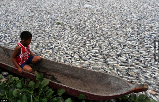 5）质量鱼类死亡 - 印尼