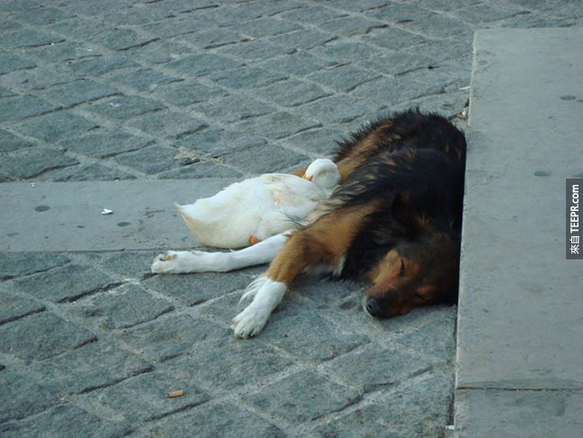 Meaning of course these forever pals have a serious obsession with nap time around Paris.
