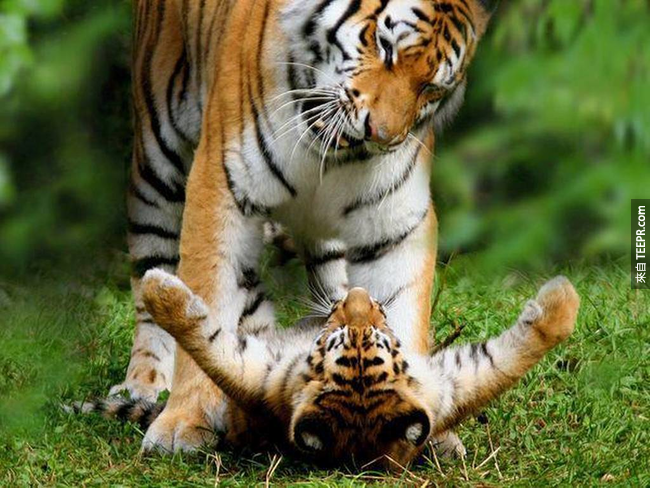 10.)近來， 一隻印第安公老虎領養了許多孤兒老虎。這是有史以來的驚人舉動，也被記錄下來了。
