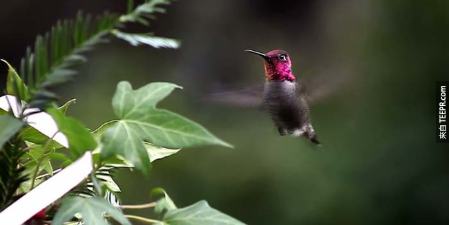 7. 蜂鸟(Hummingbirds)