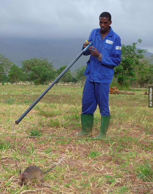 9. 非洲巨鼠被用來嗅出地雷的位置，他們最大還可以長到將近1公尺。