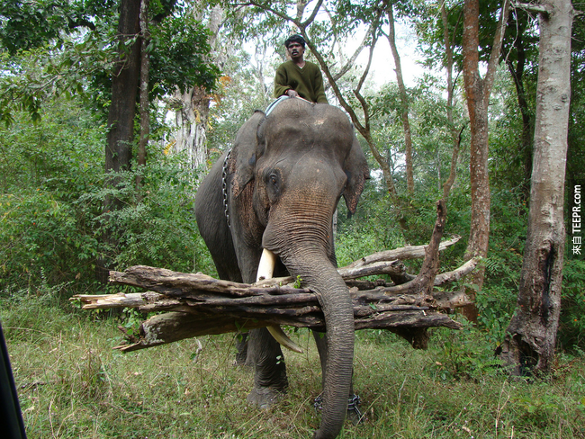 2. 在东南亚国家，大象常常会协助把重物载运到卡车上。