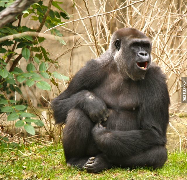 5. 若你搔猩猩，他們會笑。