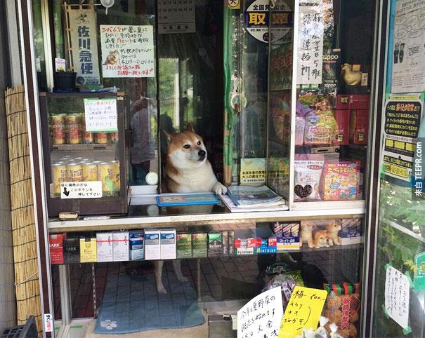 dog-opens-counter-window-shiba-inu-doge-1