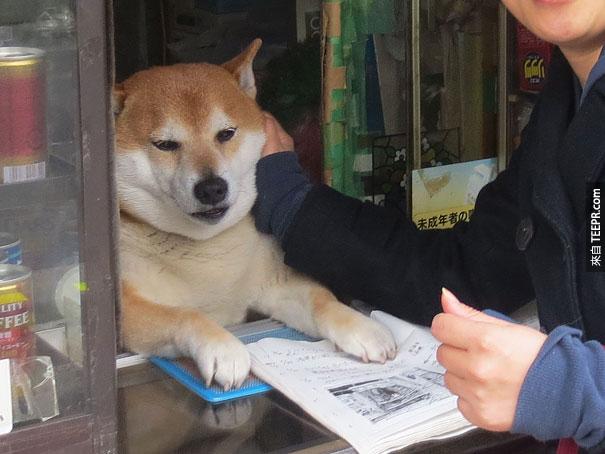dog-opens-counter-window-shiba-inu-doge-2