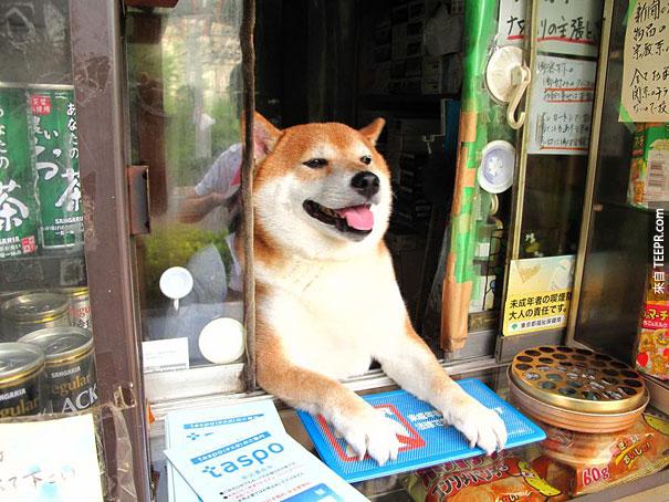 dog-opens-counter-window-shiba-inu-doge-3