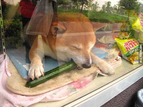 dog-opens-counter-window-shiba-inu-doge-4