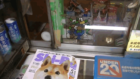 dog-opens-counter-window-shiba-inu-doge-gif