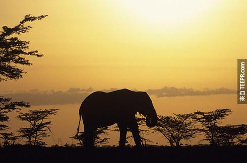 24. 当大象要死的时候，他们不会到一个神祕的「大象墓地」。