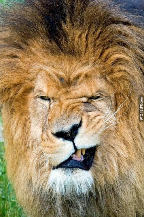 獅子的醜臉