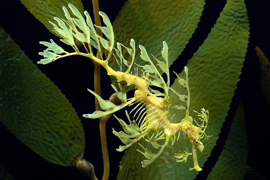 草海龙(Leafy Seadragon)