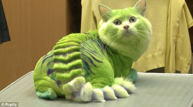 Puss the magic dragon: This cat has had its fur trimmed and dyed a bright green to look like a dragon