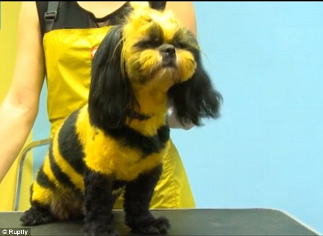 Buzz cut: This dog has had its hair dyed yellow and black to look like a bumblebee 